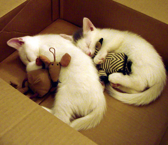 Kaiyun官方登录入口-亚洲乒乓球锦标赛中国队包揽男女单打冠军，乒乓球亚锦赛 中国