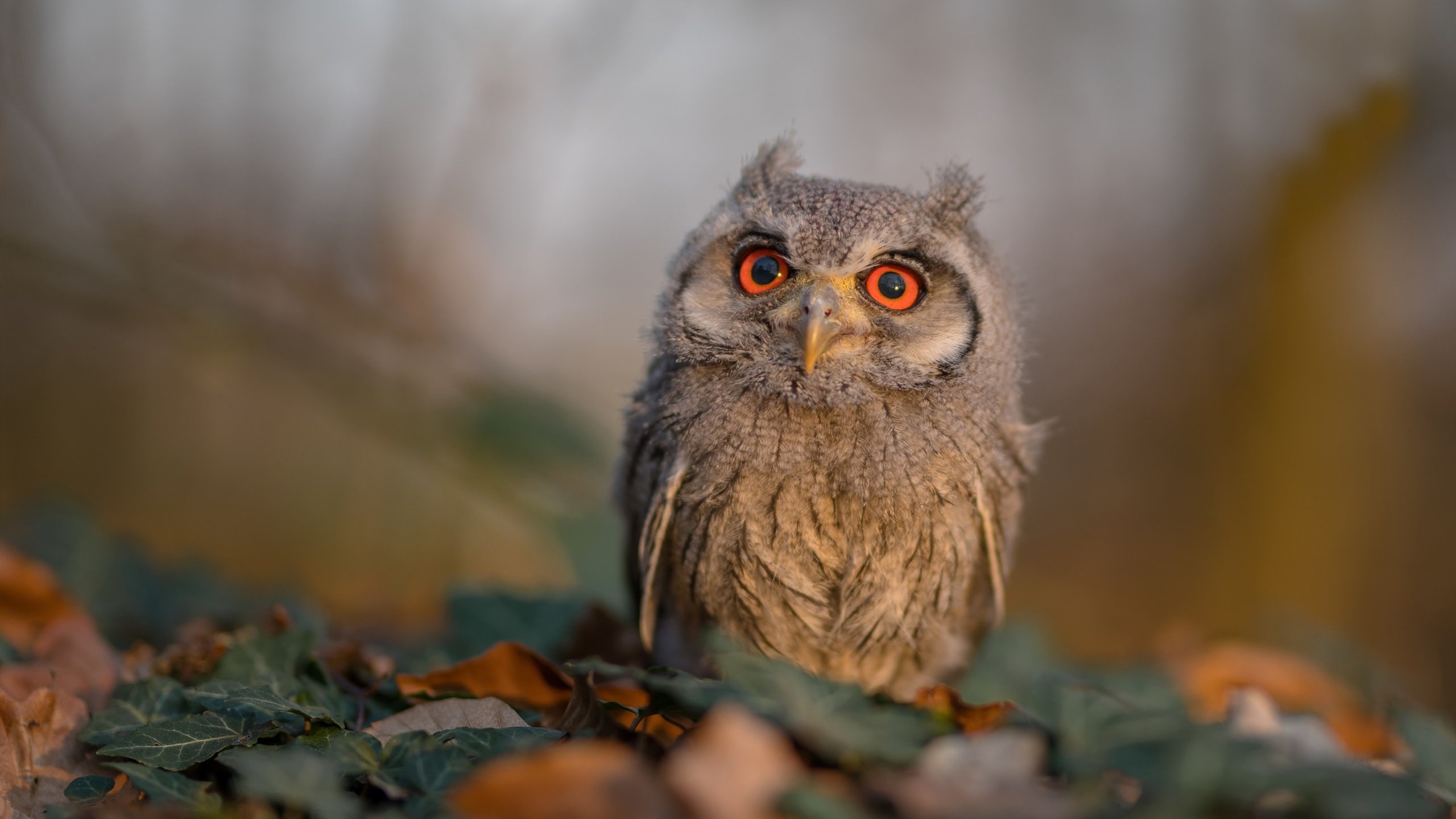 全国篮球文化节吸引众多国际友人,共话运动精神,篮球文化节logo